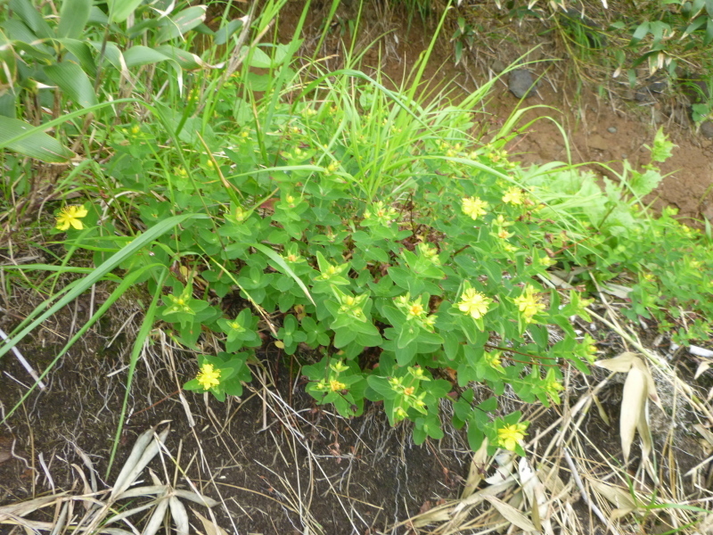 北海道　南暑寒岳登山　 登頂  編_d0170615_16514914.jpg