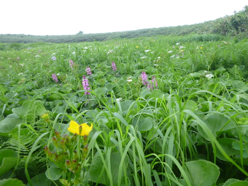 北海道　南暑寒岳登山　 登頂  編_d0170615_16520751.jpg