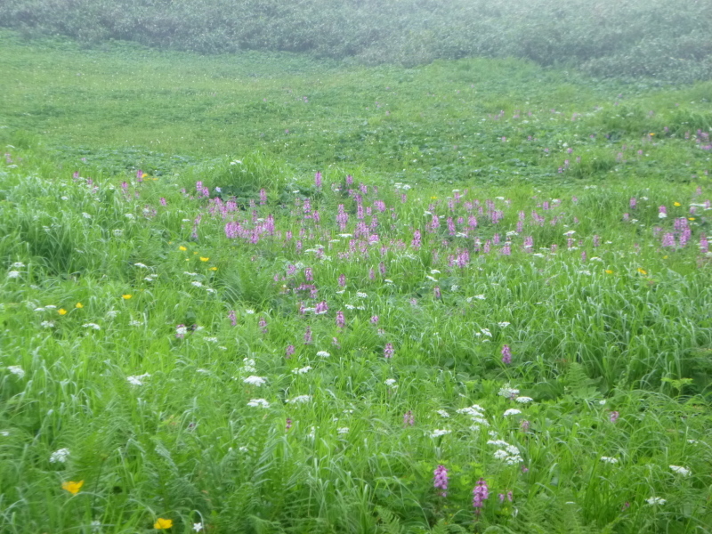 北海道　南暑寒岳登山　 登頂  編_d0170615_16521960.jpg