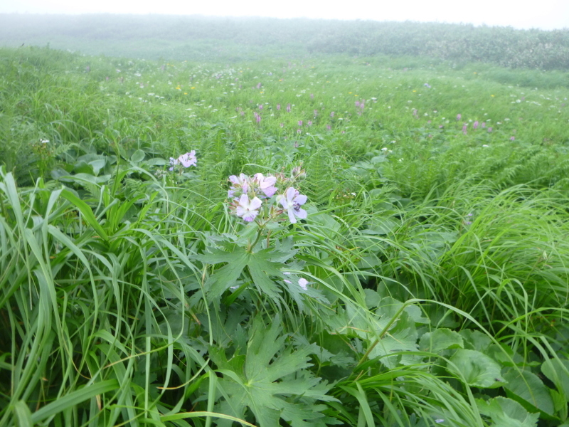 北海道　南暑寒岳登山　 登頂  編_d0170615_16522930.jpg