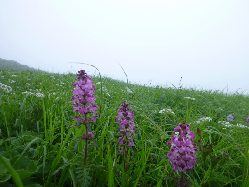 北海道　南暑寒岳登山　 登頂  編_d0170615_16523754.jpg