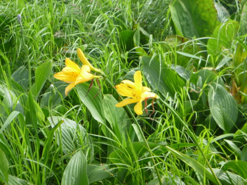 北海道　南暑寒岳登山　 登頂  編_d0170615_16544637.jpg