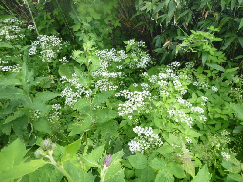 北海道　南暑寒岳登山　 登頂  編_d0170615_16550455.jpg