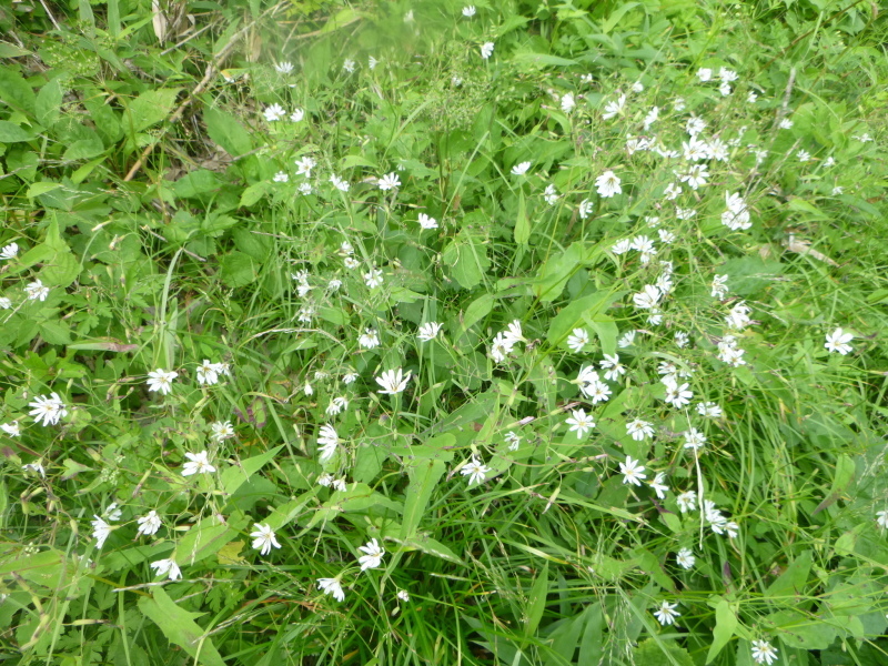 北海道　南暑寒岳登山　 登頂  編_d0170615_16551281.jpg