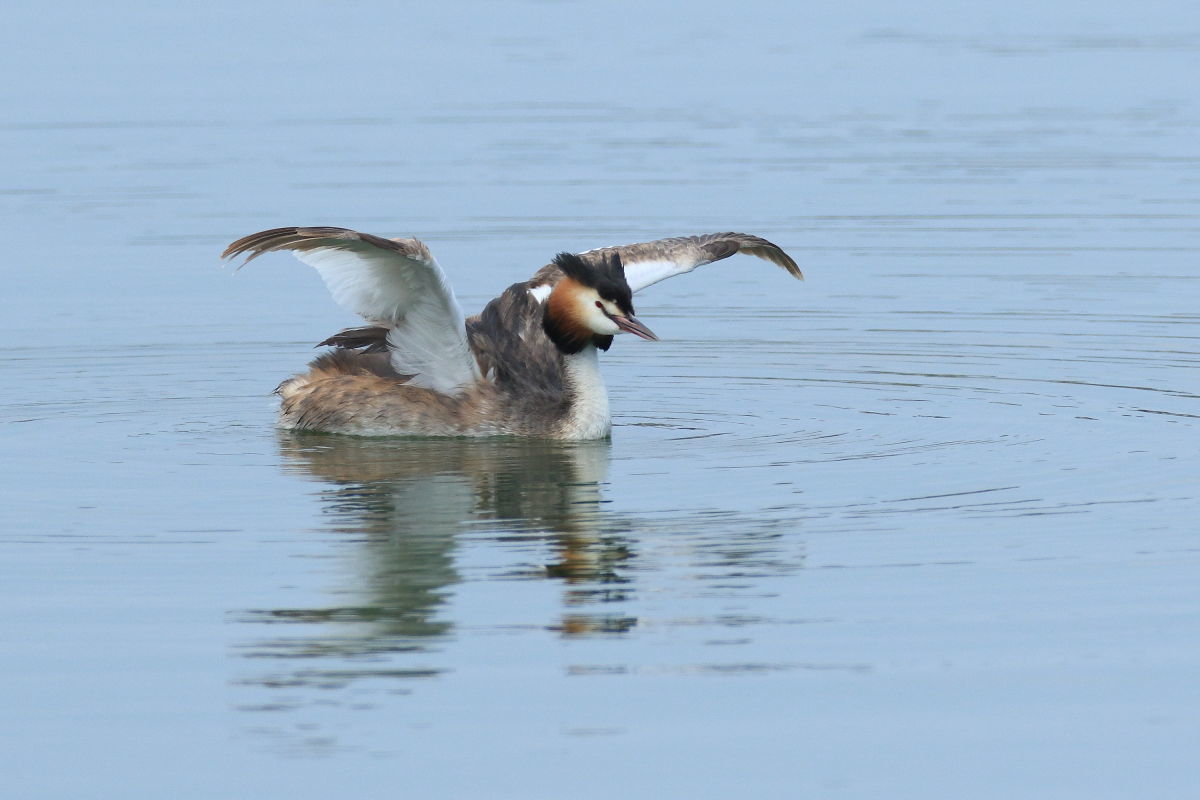カンムリカイツブリ 夏羽は初見_f0369315_22211511.jpg