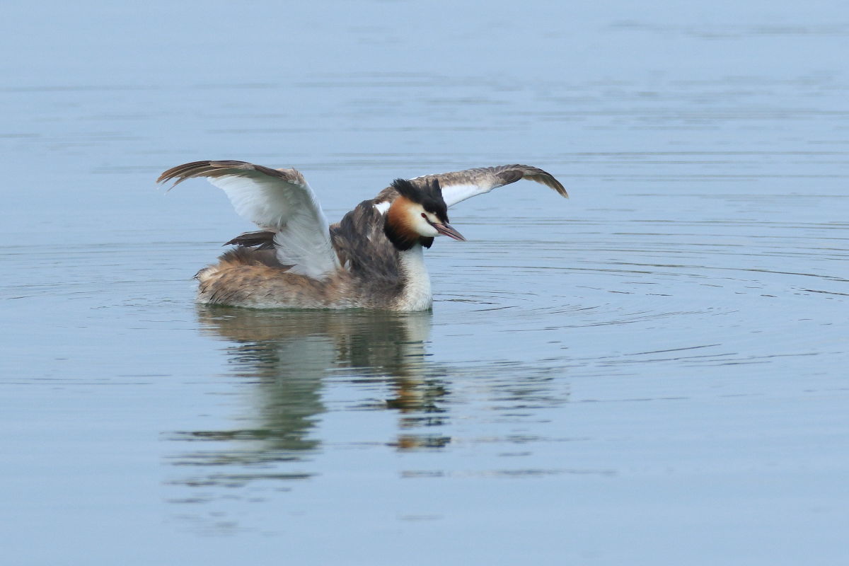 カンムリカイツブリ　夏羽は初見_f0369315_22211511.jpg