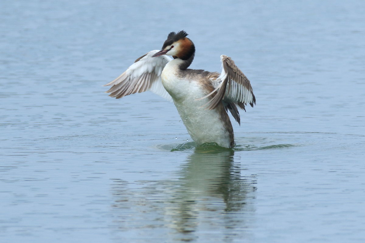 カンムリカイツブリ　夏羽は初見_f0369315_22211613.jpg