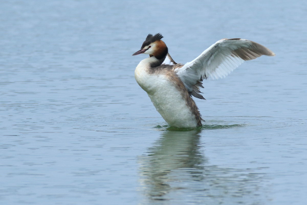 カンムリカイツブリ　夏羽は初見_f0369315_22211620.jpg