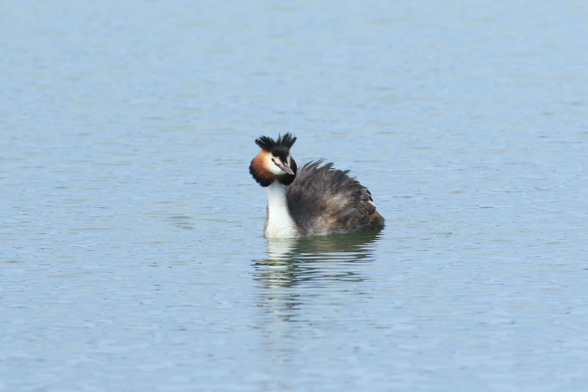 カンムリカイツブリ　夏羽は初見_f0369315_22211711.jpg