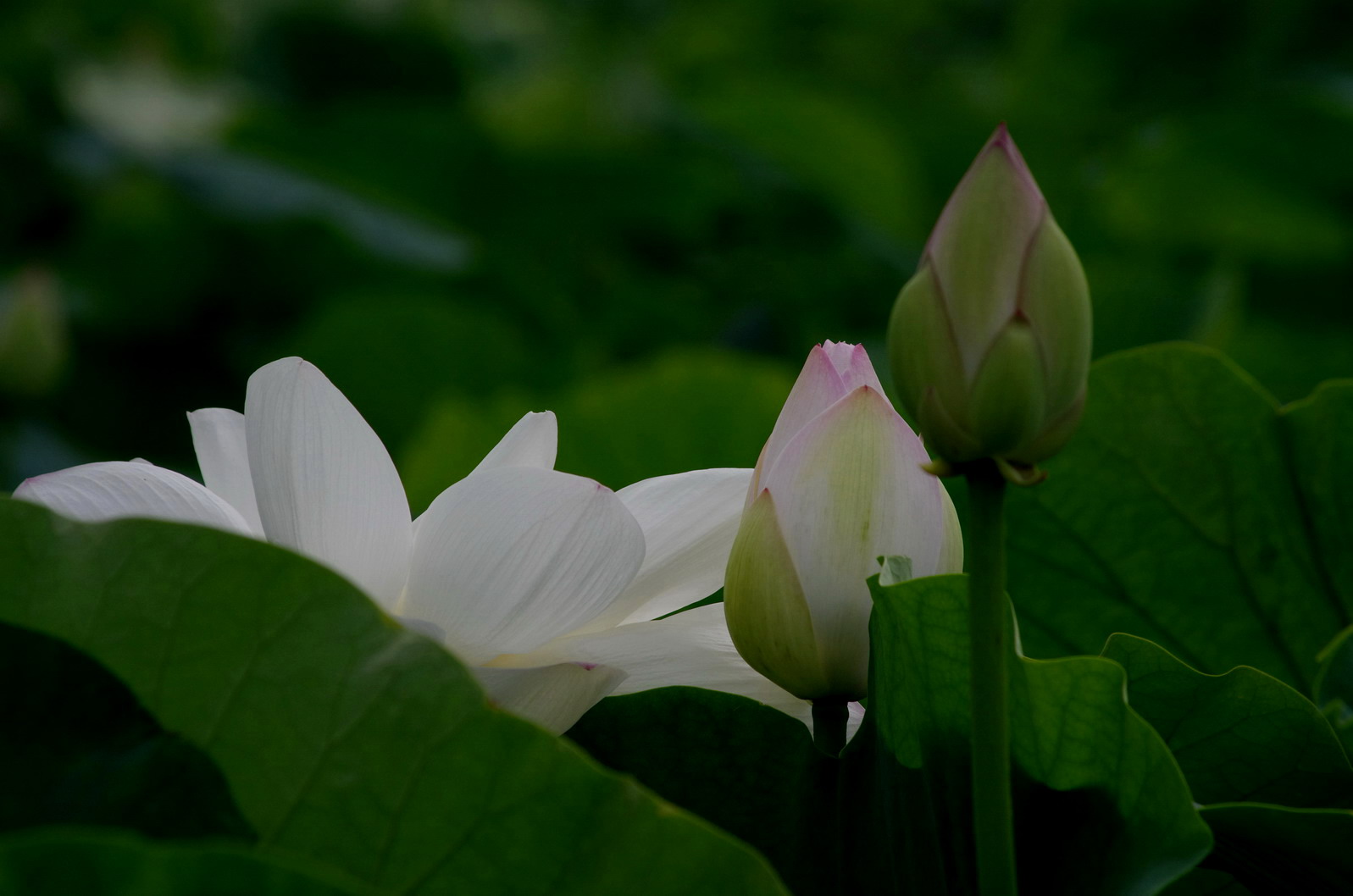 ブログ第47回.南岩国の蓮田の花_d0074419_1114140.jpg