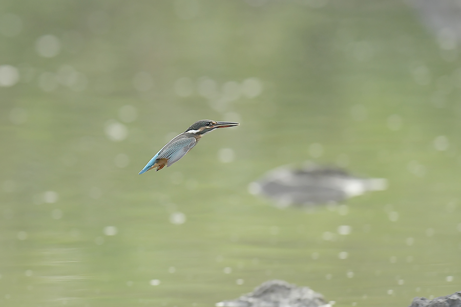 170729 幼鳥雌の水物など_c0278820_17595545.jpg