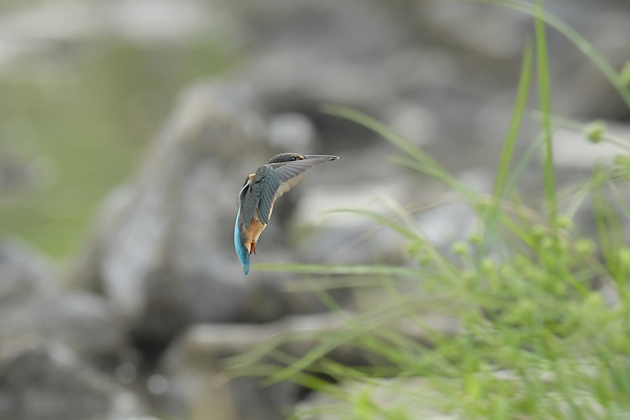 170729 幼鳥雌の水物など_c0278820_1805753.jpg