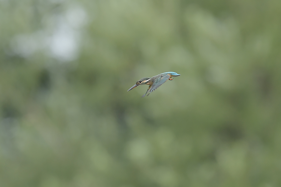 170729 幼鳥雌の水物など_c0278820_1813254.jpg