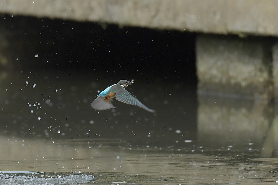 170729 幼鳥雌の水物など_c0278820_18214276.jpg