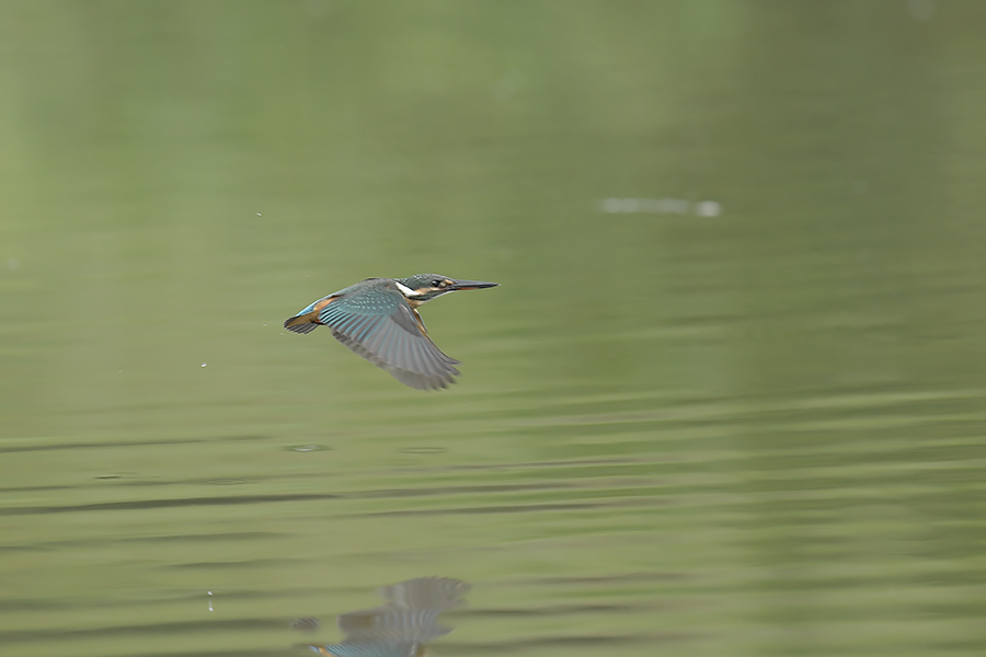 170729 幼鳥雌の水物など_c0278820_18473723.jpg