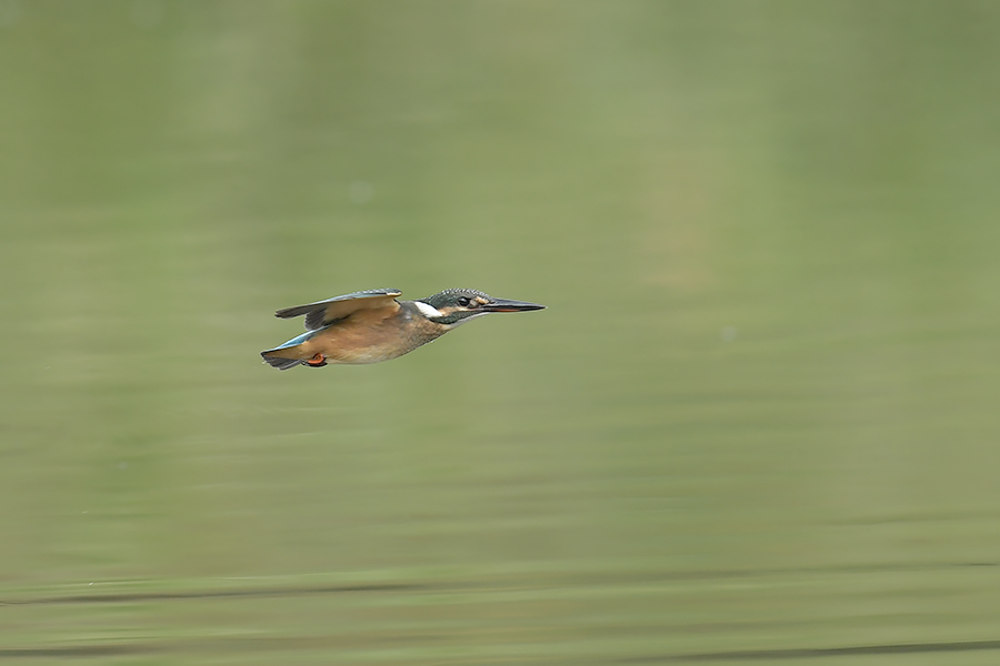 170729 幼鳥雌の水物など_c0278820_1847830.jpg