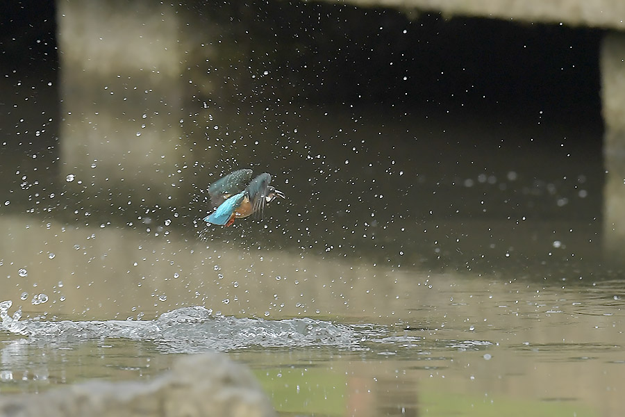 170729 幼鳥雌の水物など_c0278820_1855211.jpg