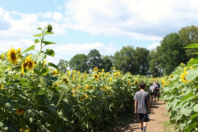 sunflower field_f0151222_03015119.jpg