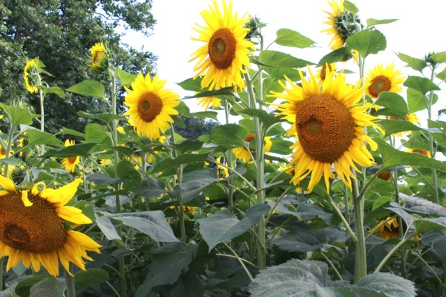 sunflower field_f0151222_04451010.jpg