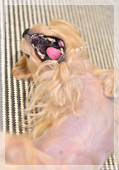 d0179828_19332728.png