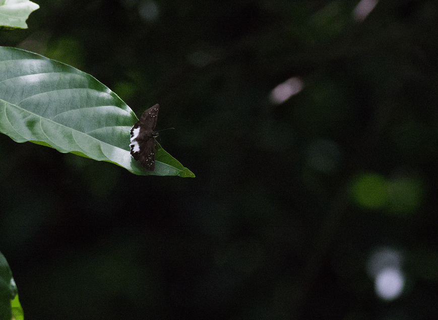 a0126632_07583086.gif
