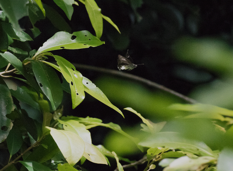 a0126632_07584634.gif