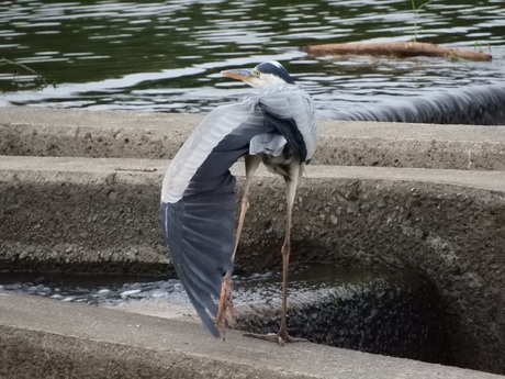 今日の鳥など。_f0113136_2249897.jpg