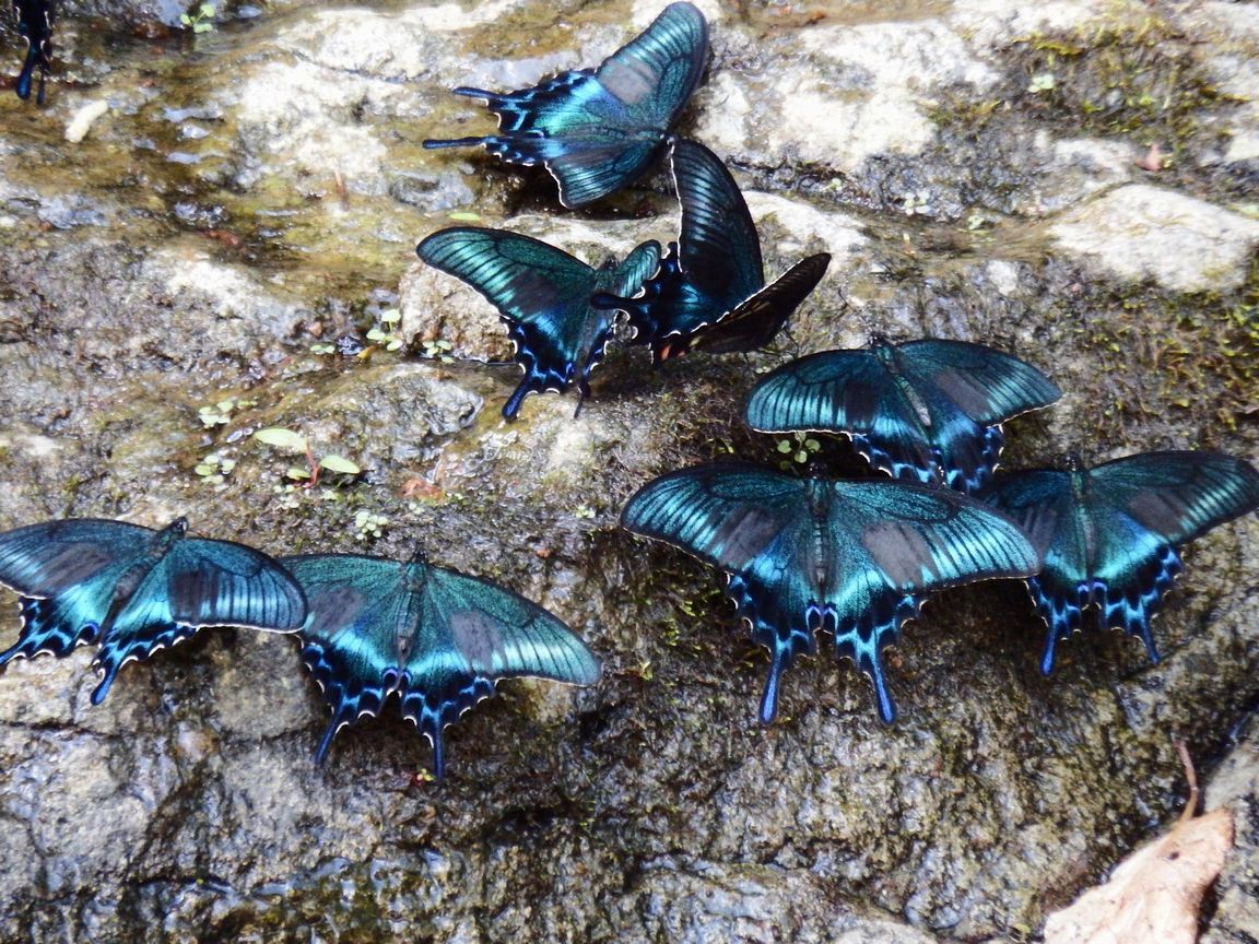 2017　夏の想い出　アゲハチョウとミヤマカラスアゲハとその他昆虫_b0187142_19293763.jpg