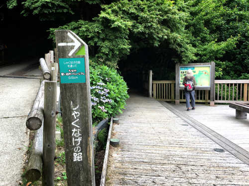 花暦ウォーク@金剛山頂回遊コース_e0292546_05414940.jpg