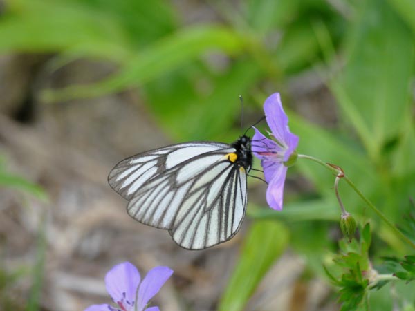 c0045352_90643.jpg