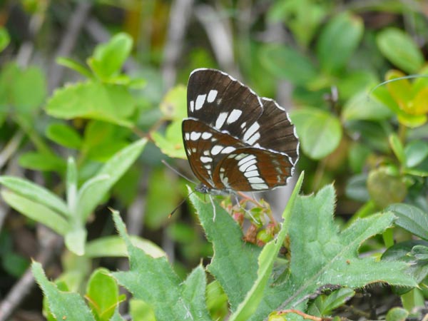 c0045352_912870.jpg