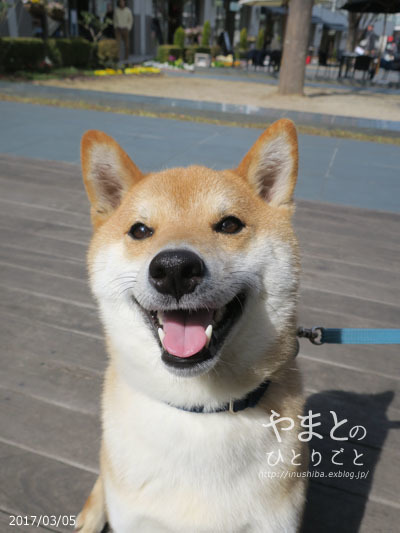 柴犬の兄弟ゲンカ 【動画あり】_a0286855_08560716.jpg