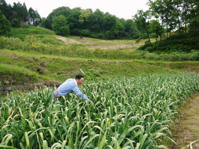 無農薬・無化学肥料で育てた熊本産『ステビアにんにく』平成29年度の予約受付スタート!!_a0254656_17280634.jpg