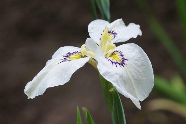 花しょうぶいろいろ(８)☆白系２、種間交配種_a0355365_17422723.jpg