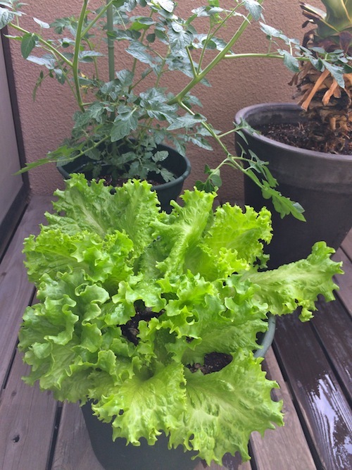ベランダ菜園_f0324766_16291005.jpg