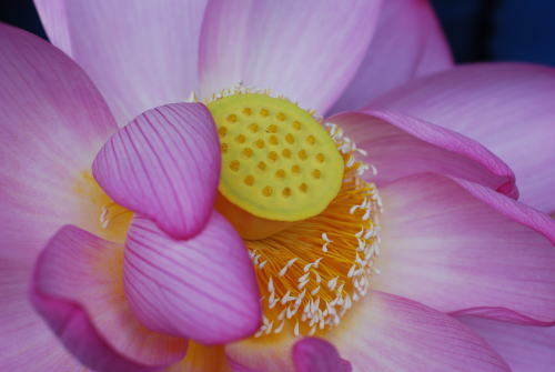 三渓園の蓮の花_d0091671_09143613.jpg
