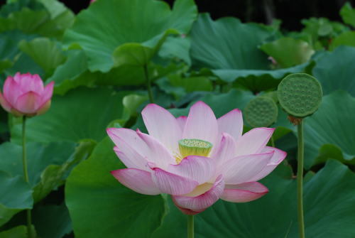 三渓園の蓮の花_d0091671_09155812.jpg
