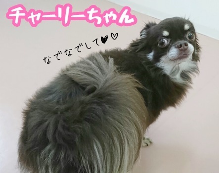 今日のドッグラン☆ミ_f0357682_16434247.jpg