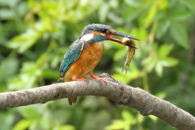 根付　色々　動物　魚　鳥　などなど　送料無料 根付 色々 動物 魚 鳥 などなど 送料無料 根付 色々 動物 魚 鳥 などなど