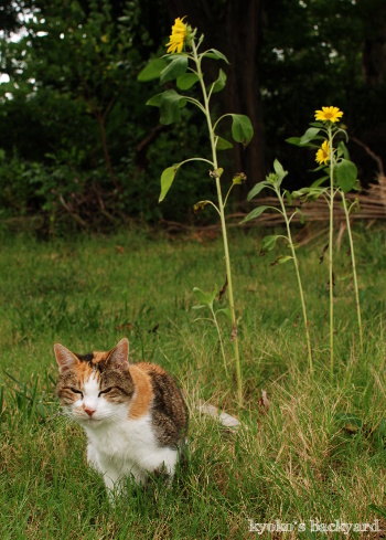 ひまわりとSandy_b0253205_06311855.jpg