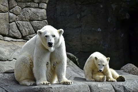 オールボー動物園訪問二日目 ～ ホッキョクグマ親子にたっぷりとある時間_a0151913_65775.jpg