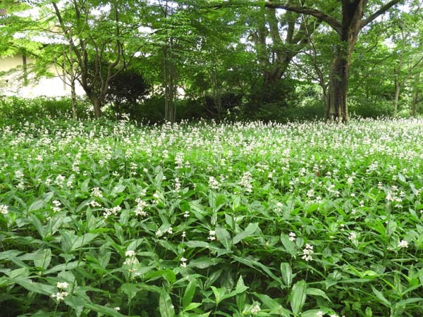 花ミョウガ_e0048413_10480836.jpg
