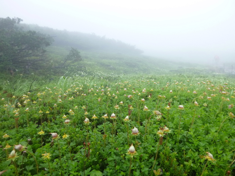 北海道二山目　旭岳 (2,290.3M) 　姿見平 編_d0170615_17431984.jpg