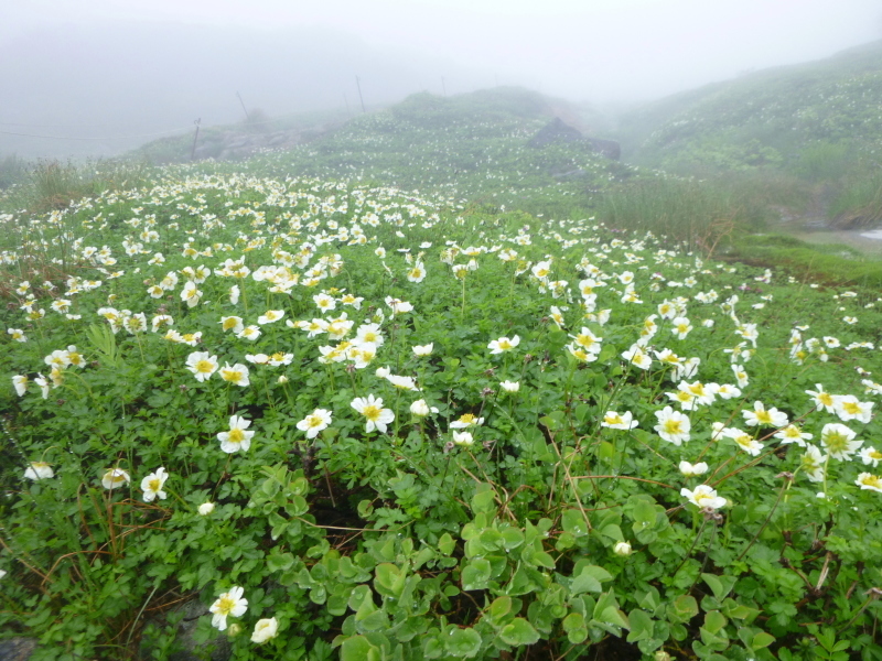 北海道二山目　旭岳 (2,290.3M) 　姿見平 編_d0170615_17432853.jpg