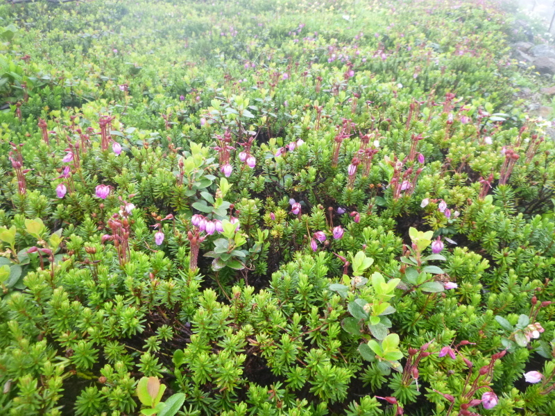 北海道二山目　旭岳 (2,290.3M) 　姿見平 編_d0170615_17433638.jpg