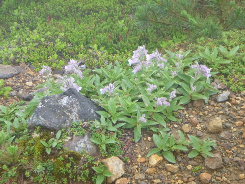 北海道二山目　旭岳 (2,290.3M) 　姿見平 編_d0170615_17444913.jpg