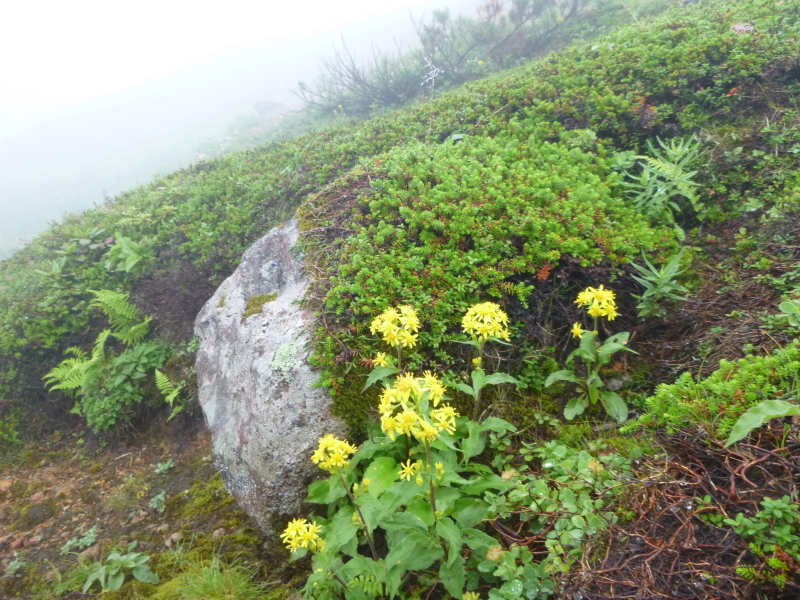 北海道二山目　旭岳 (2,290.3M) 　姿見平 編_d0170615_17451641.jpg