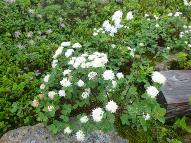 d0170615_17452507.jpg