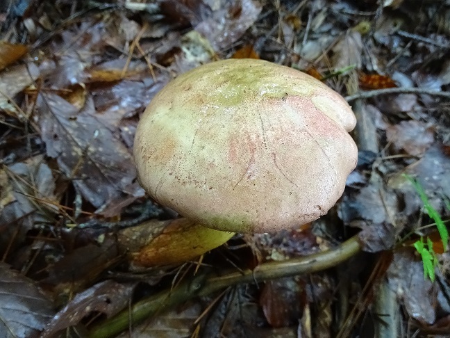 f0360815_16335846.jpg