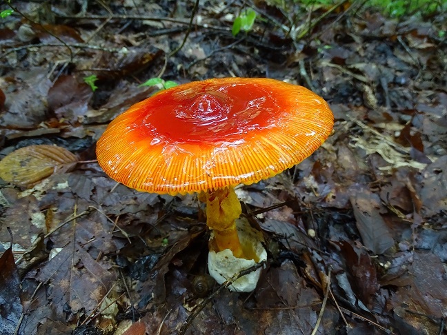f0360815_16335855.jpg